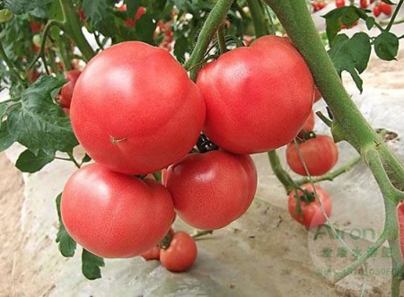 老農(nóng)經(jīng)驗(yàn)分享，用好番茄葉面肥不愁果子長(zhǎng)不好！